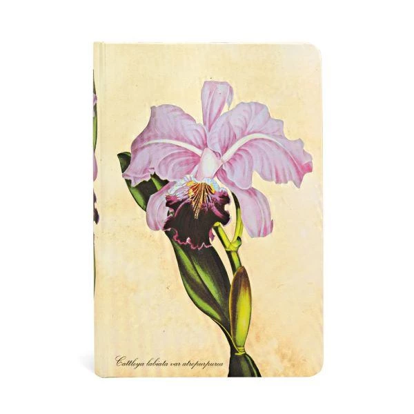 Painted Botanicals - Brazilian Orchid