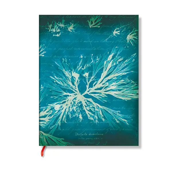[FB1365-6] Anna Atkins’ Cyanotypes - Sea Flowers